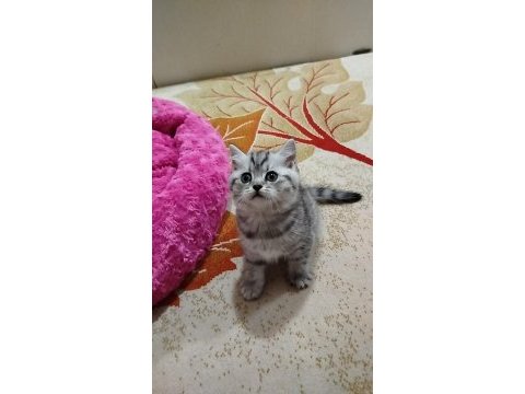 Hoşçakal oscarım bal mı bal kedimiz