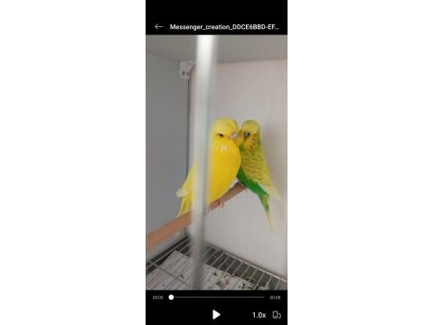 2 yaşında damızlık super takım muhabbet kuşlar