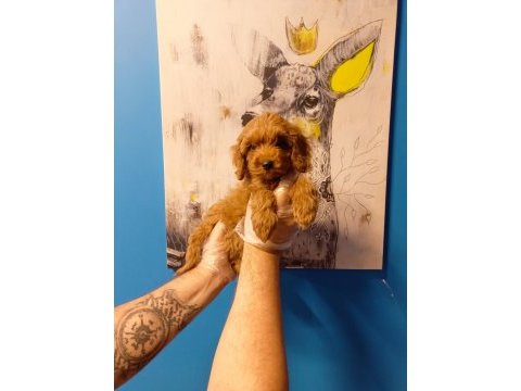 Tüy dökmeyen muhteşem maltipoo bebekler