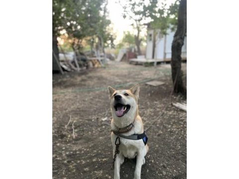 3 yaşında akita inu kızım bella dişi olduğu için