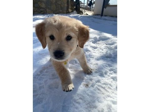 2 aylık golden retriever yavru temız bakılmış