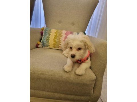 4 aylık aşılı tuvalet eğitimli dişi maltese terrier