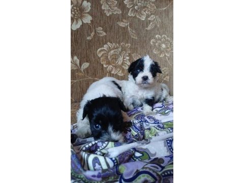 Morkie yavrular