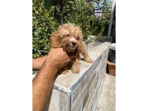 Maltipoo yavrumuz