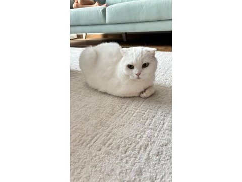 Güzel kedimizi sahiplendiriyoruz