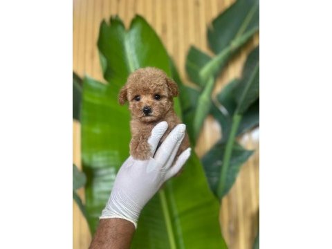 Toy poodle bebekler referans yavrular