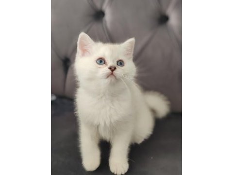 Safkan british shorthair erkek yavru