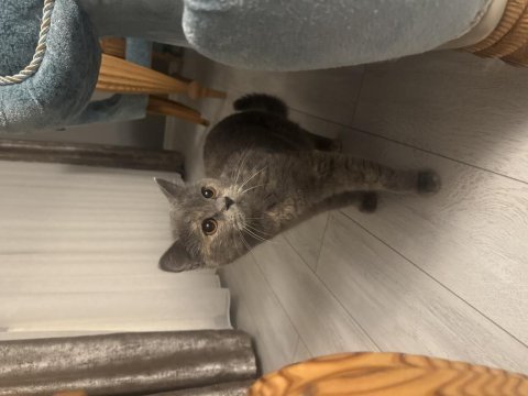 Ücretsiz british shorthair kedisi