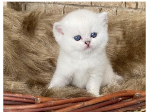 Safkan british sılver golden