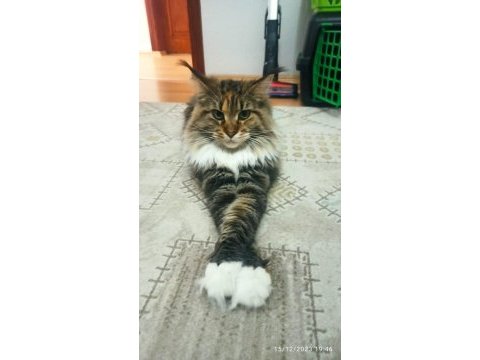 Üretim şecereli şecerisi şampiyonlarla dolu bir dişi maine