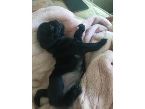 Pink taşıyıcı sss kalite dişi erkek mevcut pug
