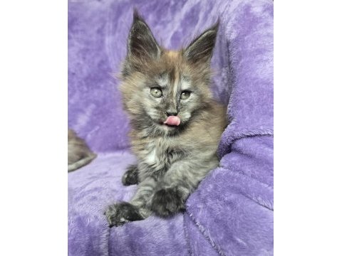Maine coon dişi black smoke tortie wcf pet