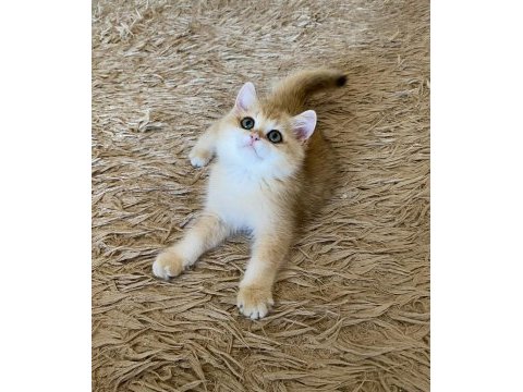 Safkan british shorthair golden ny12 erkek yavru