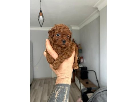 Kore kan red poodle