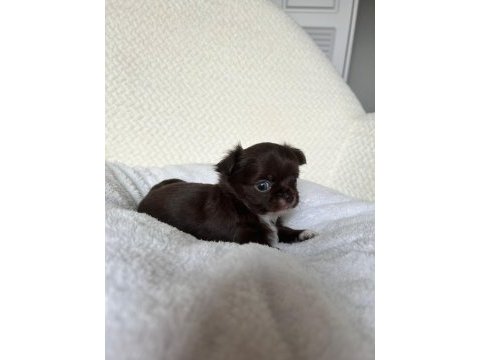 Mini mini chihuahua bebişler