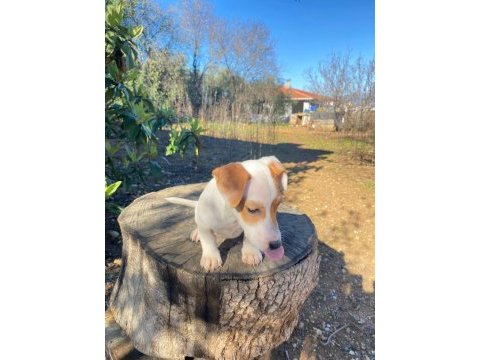 Irk ve sağlık garanti orjinal jack russell