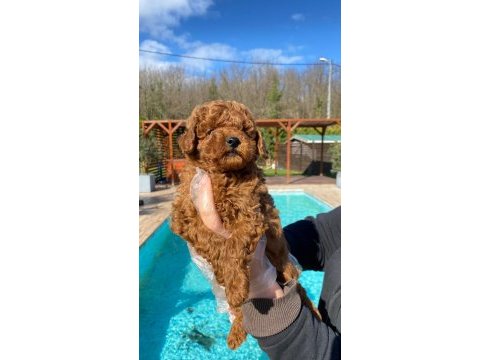 Red brown toy poodle yavruları istanbul