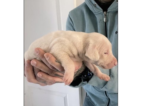 Albino doberman yavrularımız almanyadan ithal üst kalite