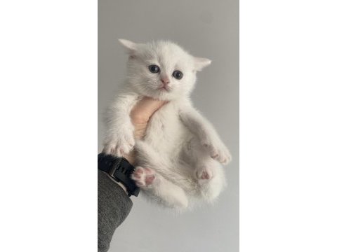 British shorthair evlatlar rezerveye açık