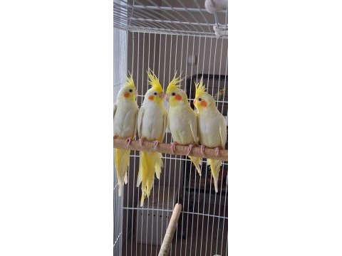 Yeni yeme düşmüş sultan yavrular