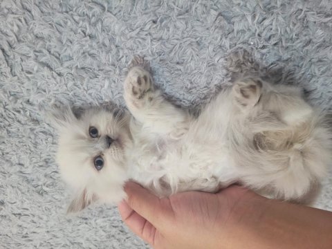 Yavru dişi british longhair