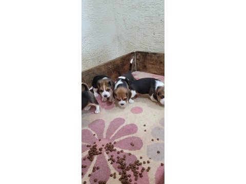 Beagle yavrularımız ırk garantilidir