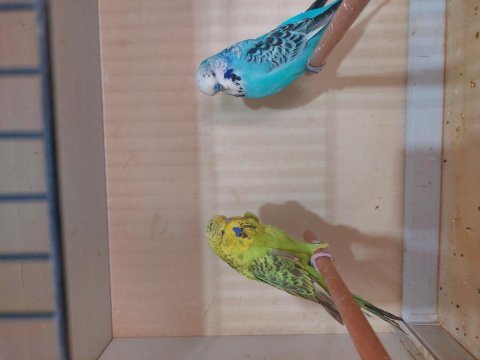 Bakımlı yavru, büyük, jumbo ve çift kuşlarımız vardır