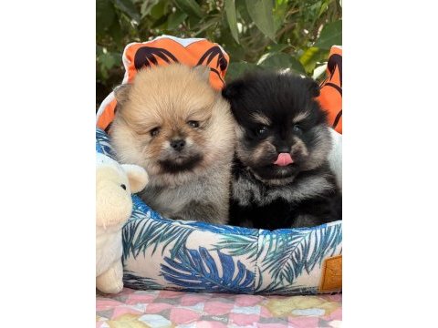 Dişi ve erkek pomeranian yavrular