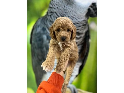 Poodle kalıtesınde safkan maltipoo