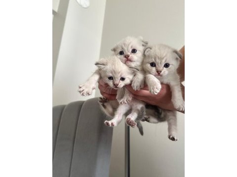 2 aylık british shorthair yavrular