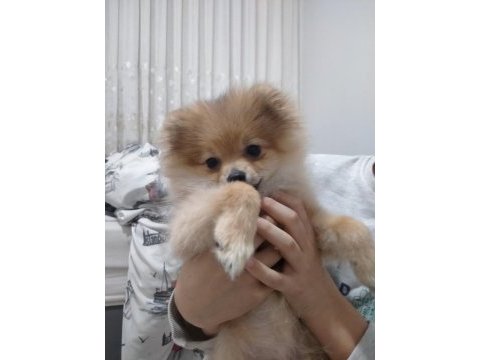 Pomeranian tilki surat pomeranian kızım