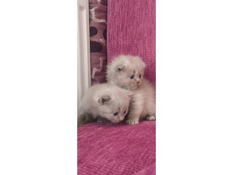 Lila krem rengi 30 günlük yavru kediler