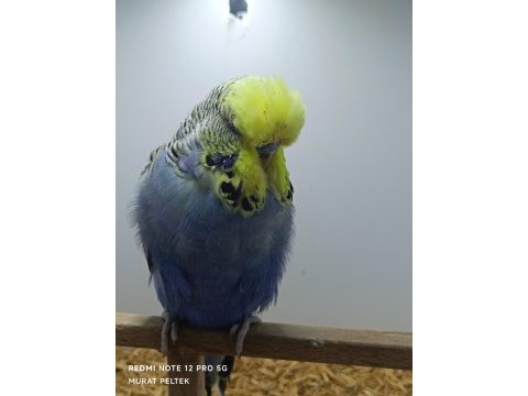 Show jumbo muhabbet kuşu