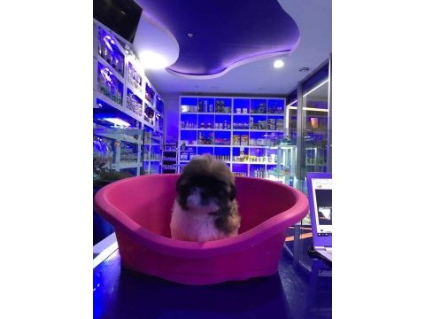 Sevimli shih-tzu yavrularımız