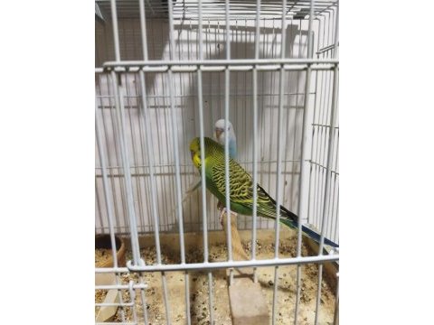 2 çift ve 4 yavru muhabbet kuşu (1 çiftin 4 yavrusu var)
