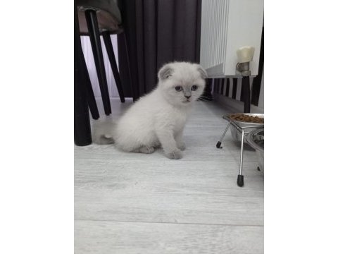 Sevimli bebek kediler