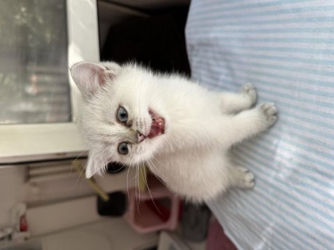 Şecereli baba leo nun british shorthair kızları