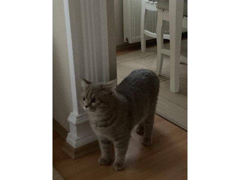 9 aylık uysal scottish fold kedisi