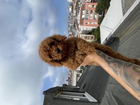Dişi red brown toy poodle yavru
