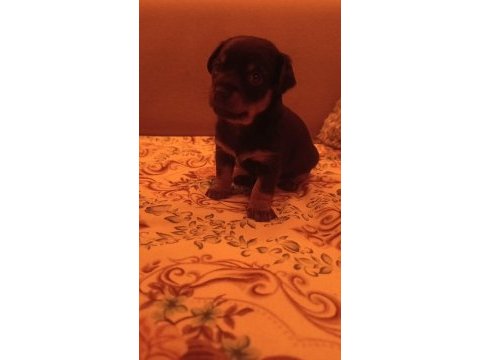 Minyatür pinscher yavruları dişi erkek