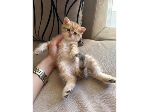 British shorthair golden