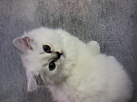 Saf kan british longhair
