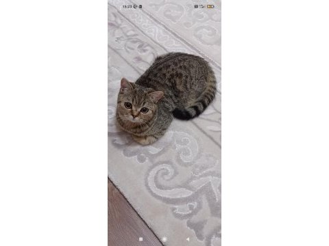 Çok uysal sevecen evcil kedimiz