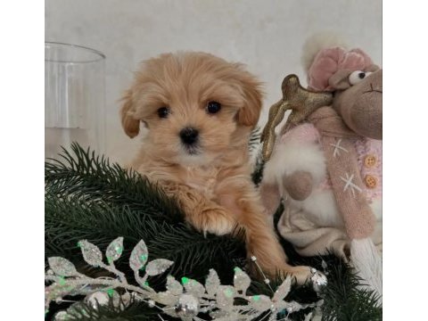 Maltipoo mini sevimli bebekler 