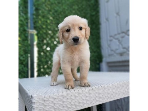 Dişi erkek golden retriever bebekler