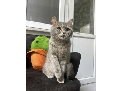 British shorthair ücret talep etmiyorum