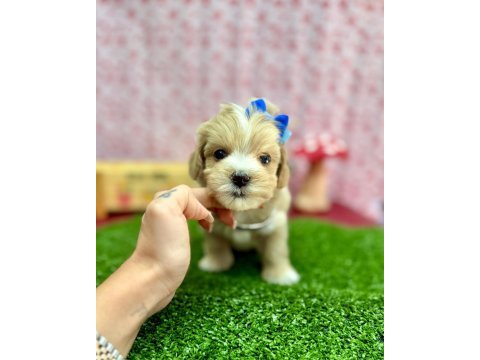 Mini boyut sevimli maltipoo bebekler 