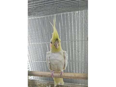 Ele alışkın sultan papağanları