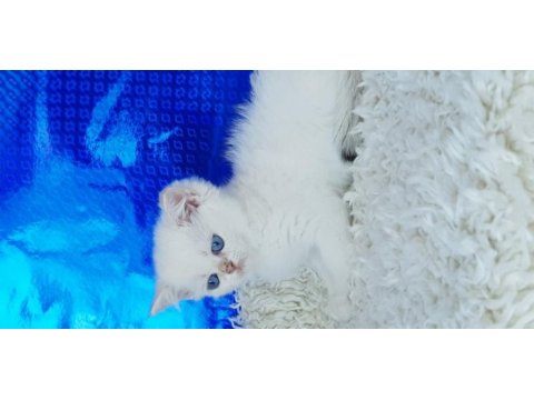 Orijinal british shorthair erkek ny1233
