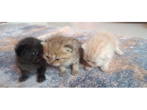 British shorthair tabby